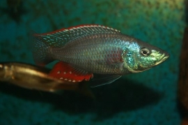 Dimidiochromis strigatus