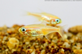 Paracheirodon innesi / Neon tetra goud