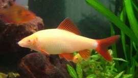 labeo frenatus albino / Albino Labeo