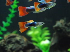 Poecilia reticulata  Tuxedo Red/ Guppy Tuxedo Red