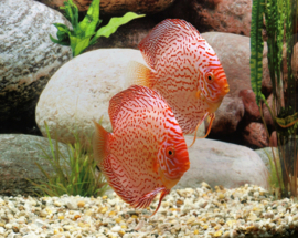 Symphysodon /  Stendker Discus White Leopard