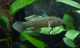 Stigmatogobius Sadanundio / Knight Goby