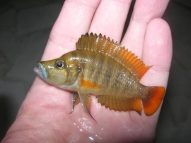 Lamprologus compressiceps redfin / Tanganyika Cichlide