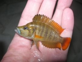 lamprologus compressiceps redfin / Tanganyika Cichlide