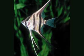 Pterophyllum Altum Peru / Maanvis