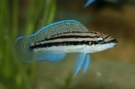Julidochromis dickfeldi / tangyinika cichlide