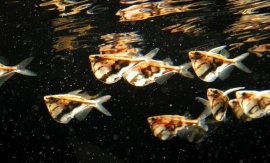 Carnegiella strigata / Bijlzalm marmer