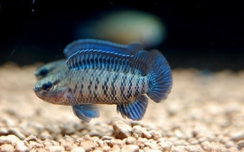 Badis badis /  blauwbaarsje