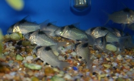 Corydoras Melanistius / Pantsermeerval