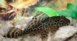 L 165 pterygoplichthys gibbiceps / Zeilvinpleco