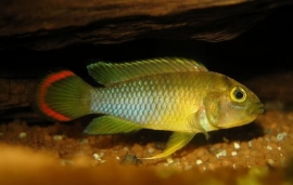 Apistogramma Nijsseni / Dwergcichlide