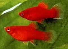 maculatus variatus mixed / Platy