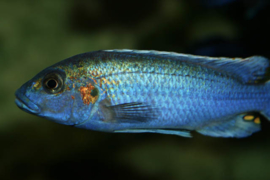 Melanochromis lepidiadaptes cobalt / Malawi Cichlide