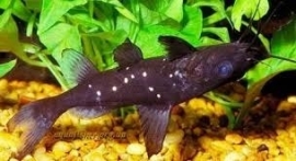 Mystus leucophasis / Heterobagrus leucophasis