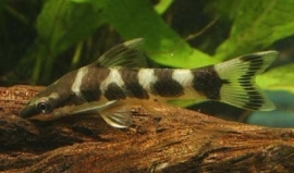 Otocinclus Cocama / Dwerg algeneter, Otocinclus zebra