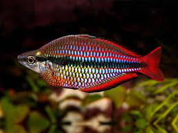 Melanotaenia Australis Australe Super red / Regenboogzalm