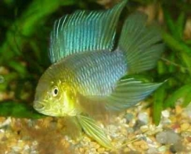 Apistogramma Borelli / Dwerg cichlide