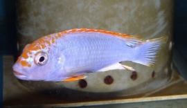 Pseudotropheus Perspicax