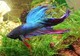 Betta splendens  / Siamese kempvis