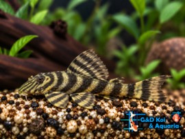 L 169 pleco atabapo