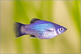 maculatus blue koraal / Platy Blauw