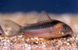 Corydoras Rabauti  / Pantsermeerval