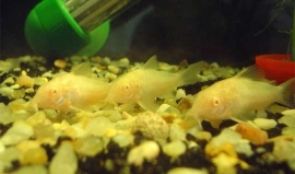 corydoras albino / pantsermeerval albino