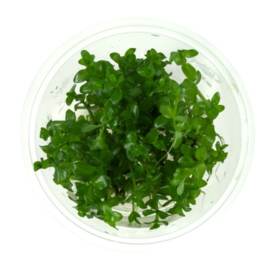 Bacopa Caroliniana In-Vitro cup 100cc