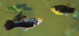 maculatus coral Black / Platy