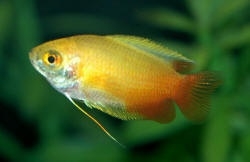 Colisa Chuna Gold  / honing gourami Goud