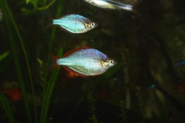 Melanotaenia Praecox / Regenboogzalm