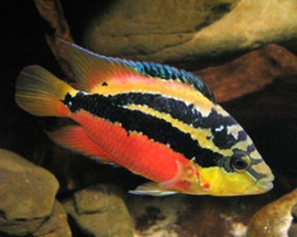 Cichlasoma Salvini / Geelbuik cichlide