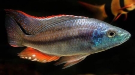 Dimidiochromis strigatus