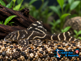 L 129 colombian zebra pleco