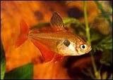Hyphessobrycon sweglesi / Rode Fantoomzalm