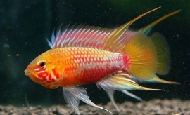 Apistogramma hongsloi / dwergcichlide