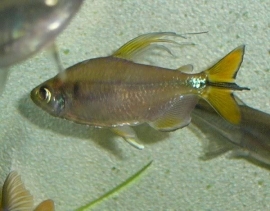 Hemigrammopetersius Caudalis / Gele Congozalm