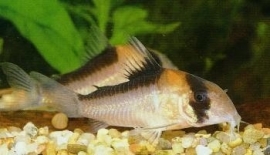 Corydoras Adolfoi / Pantsermeerval