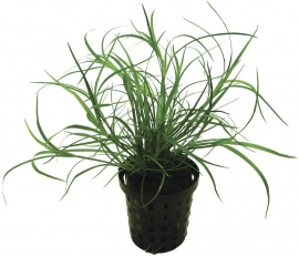 JUNCUS REPENS