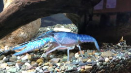 Procambarus clarkii blue