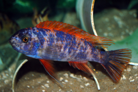 Labeotropheus Trewavasae Marmelade / Fuelleborni 