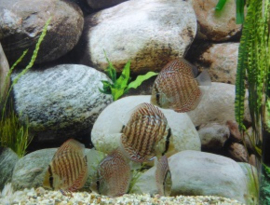 Symphysodon / Stendker Discus German Wonder