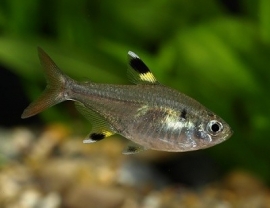 pristella maxillaris / Stervlekzalm