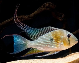 Acarichthys Heckelii /Heckeli cichlide