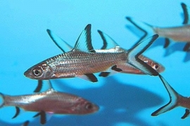 Balantiocheilus melanopterus  / haaivinbarbeel