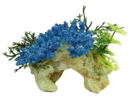 PACIFIC CORAL ROCK STAGHORN BLUE 12 CM