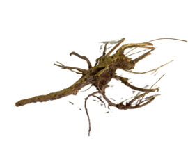 Driftwood Selected DW38- 45x20x15cm