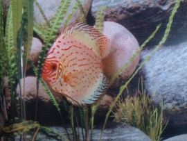 Symphysodon / Stendker Discus Pigeon Blood Zilver