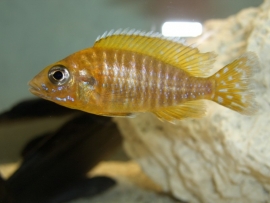 Aulonocara Safran