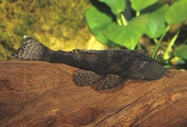 L 149 ancistrus wild / pantsermeerval